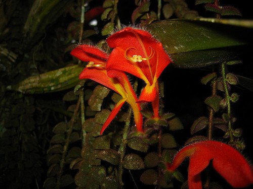 Houseplants You Have to Try to Kill Houseplants You Have to Try to Kill