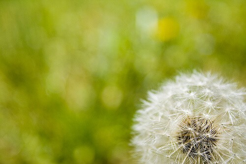 dandelion green