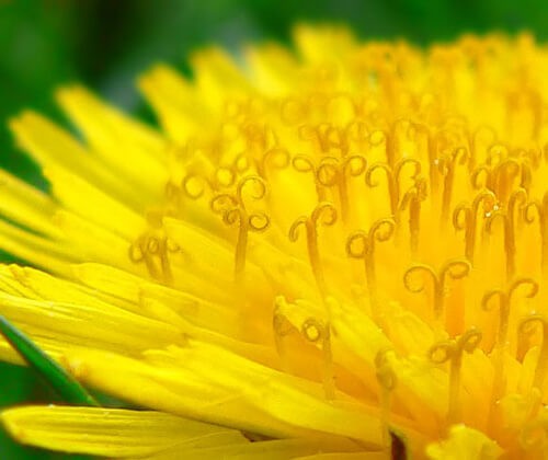 The Secret Life of Dandelions The Secret Life of Dandelions
