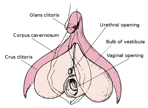663px Clitoris anatomy labeled en 4 Common Infections of the Clitoris