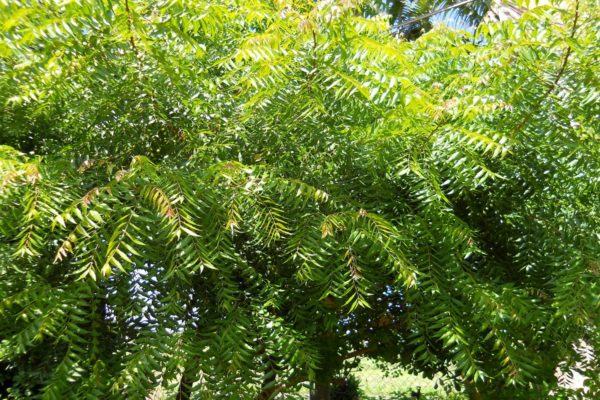 Use of the Neem Tree in Ayurvedic Medicine