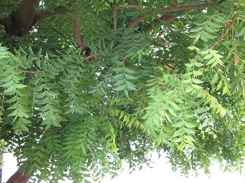 neem tree neem tree
