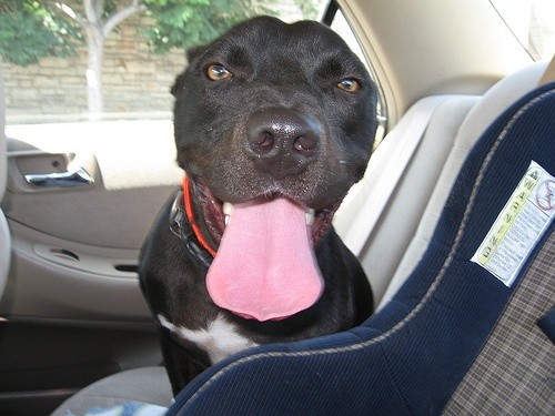 dog-huge-tongue.jpg