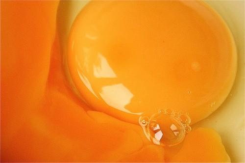 yellow egg yolk yellow egg yolk