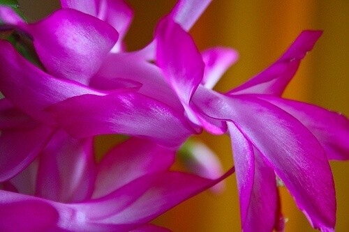 4 Reasons to Give the Gift of a Christmas Cactus This Holiday Season