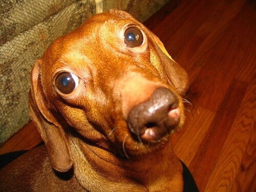 Why Your Pet Needs Organic Food