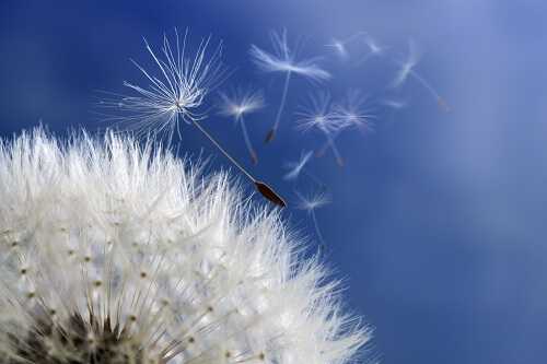 The Many Uses of Dandelions