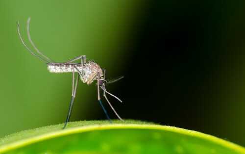 Meeting the Mosquito in Chemical Free Combat
