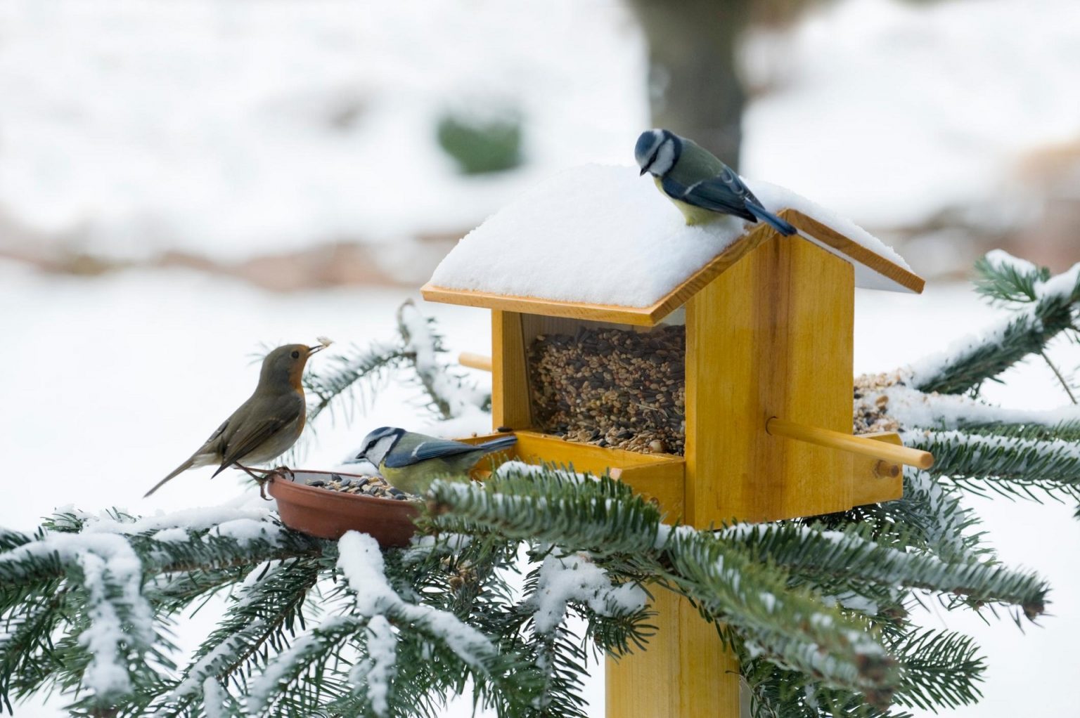 7-ways-to-help-wild-animals-survive-this-winter