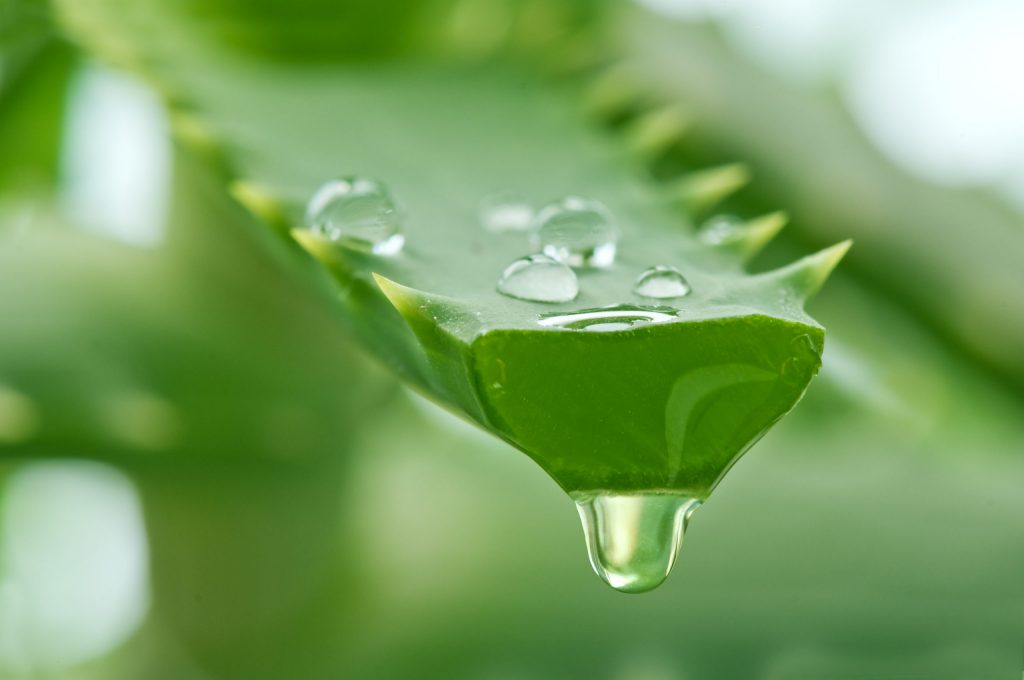 7 Great Uses For Aloe Vera You Should Know About 2244
