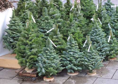 Prepare a Christmas Tree