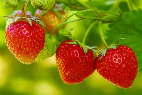 Strawberries prevent cancer