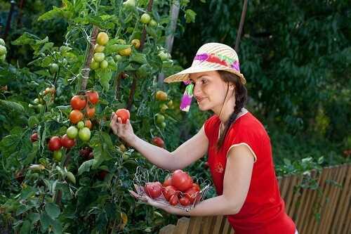 Tomatoes improve vision