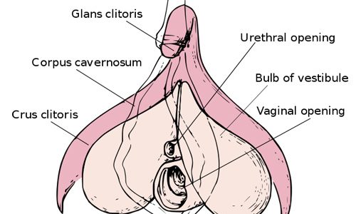 lesbians eat me out porn star hpv