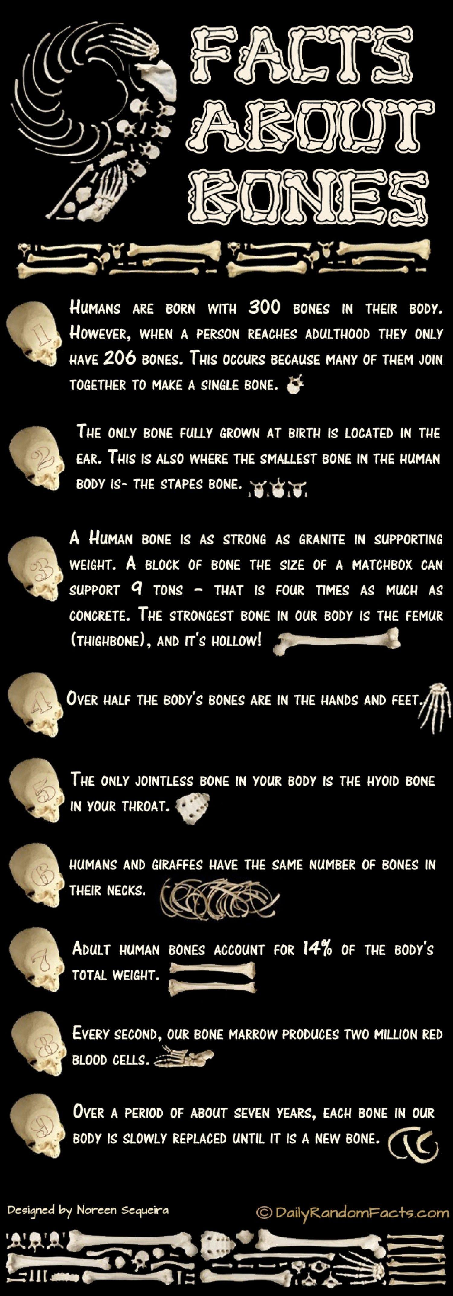 Bone Facts