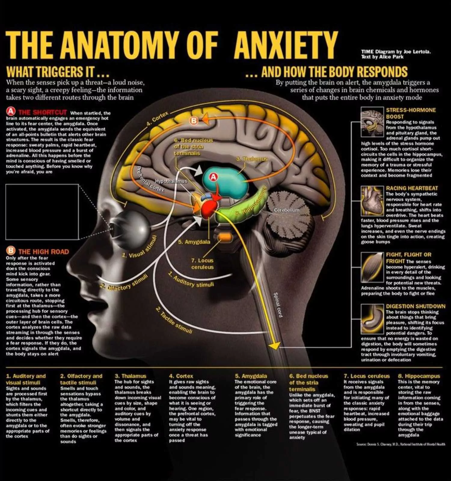 The Anatomy Of Anxiety
