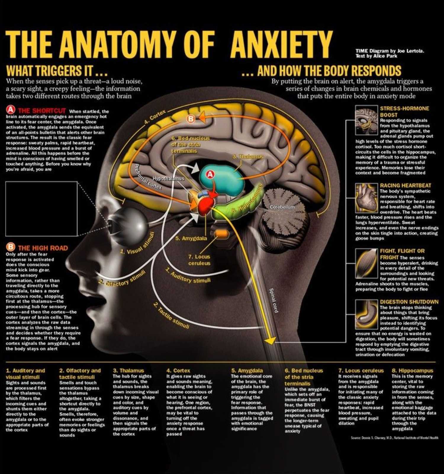 nervous presentation anxiety