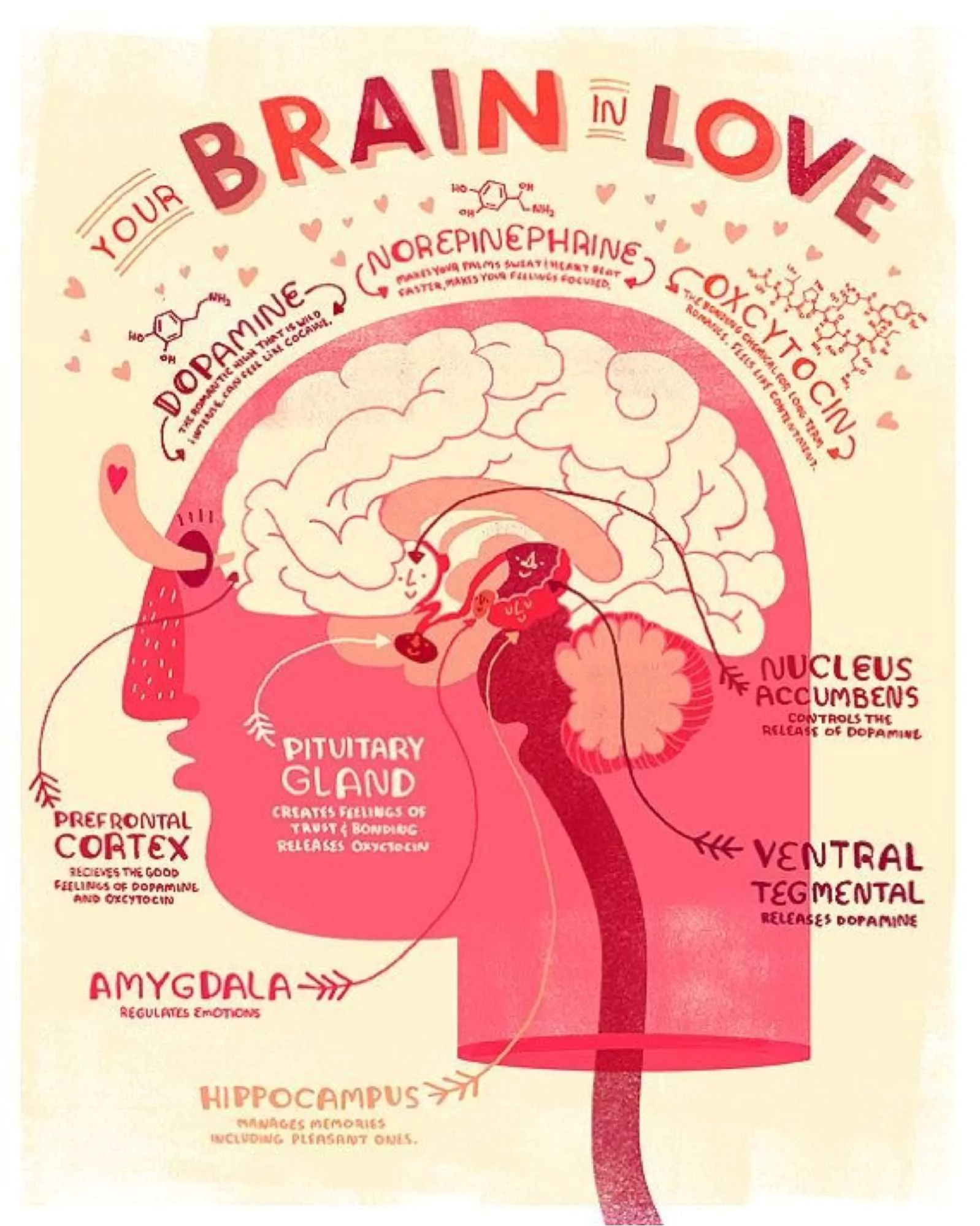 Your Brain In Love