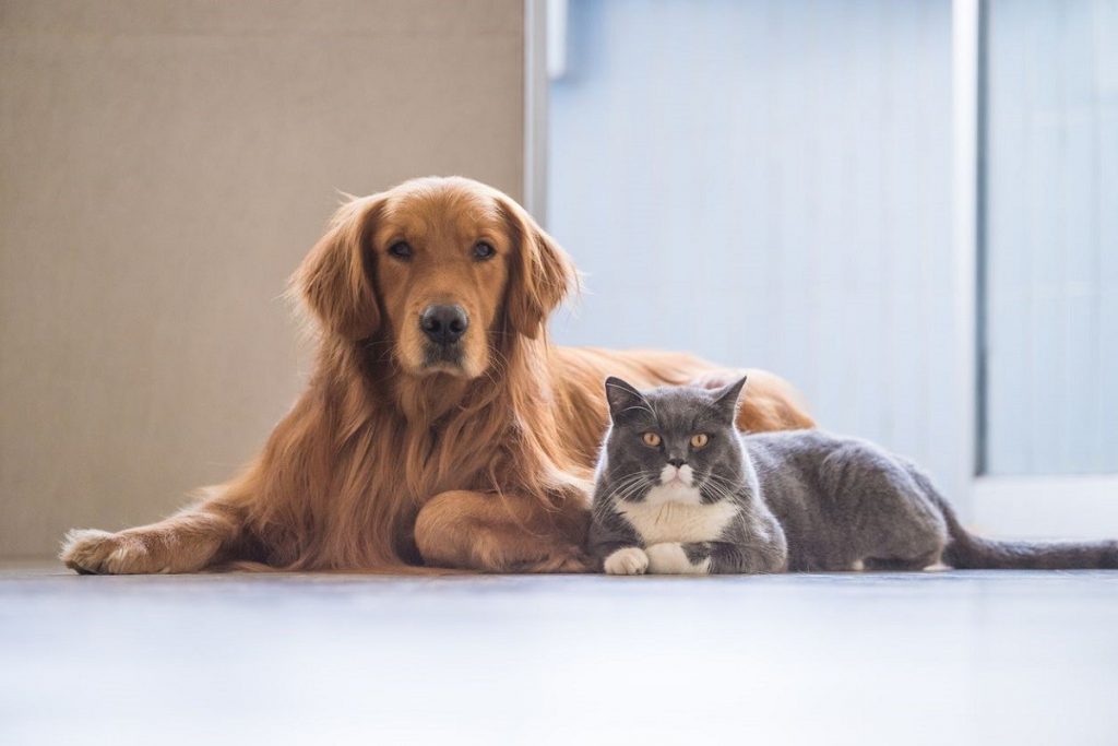 4 Natural Remedies to Manage Feline and Canine Diabetes