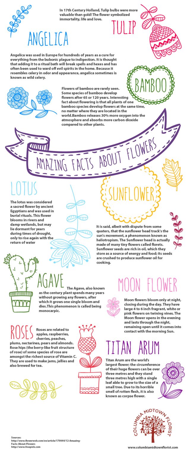 Things You Need to Know About Flowers (17 Infographics)